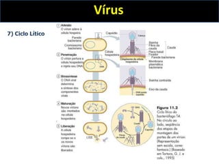 Vírus
7) Ciclo Lítico
 