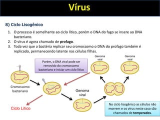 Vírus
8) Ciclo Lisogênico
1. O processo é semelhante ao ciclo lítico, porém o DNA do fago se insere ao DNA
bacteriano.
2. O vírus é agora chamado de profago.
3. Toda vez que a bactéria replicar seu cromossomo o DNA do profago também é
replicado, permanecendo latente nas células filhas.
Cromossomo
bacteriano Genoma
viral
Porém, o DNA viral pode ser
removido do cromossomo
bacteriano e iniciar um ciclo lítico
Genoma
viral
Genoma
viral
Ciclo Lítico
No ciclo lisogênico as células não
morrem e os vírus neste caso são
chamados de temperados.
 