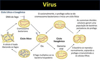 DNA do fago
Cromossomo
bacteriano
Ciclo lítico Ciclo
lisogênico
O fago multiplica-se na
bactéria hospedeira
O casionalmente, o profago solta-se do
cromossomo bacteriano e inicia um ciclo lítico
A célula é lisada
liberando os fagos A bactéria se reproduz
normalmente, copiando o
profago e transmitindo-o
às células-filhas
Ou
As sucessivas divisões
celulares geram uma
população de bactérias
portadoras do profago
Genoma
viral
Vírus
Ciclo Lítico e Lisogênico
 
