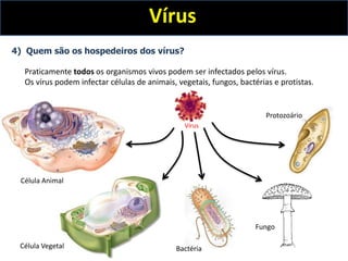 Vírus
4) Quem são os hospedeiros dos vírus?
Praticamente todos os organismos vivos podem ser infectados pelos vírus.
Os vírus podem infectar células de animais, vegetais, fungos, bactérias e protistas.
Célula Animal
Célula Vegetal Bactéria
Fungo
Protozoário
Vírus
 