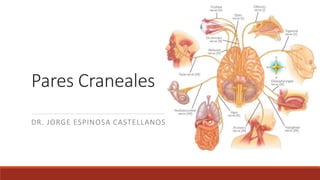 Pares Craneales
DR. JORGE ESPINOSA CASTELLANOS
 