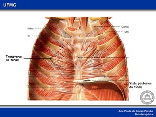 Ana Paula de Sousa Paixão Fisioterapêuta UFMG Transverso do tórax Vista posterior do tórax 