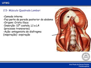 Ana Paula de Sousa Paixão Fisioterapêuta UFMG 2.5- Músculo Quadrado Lombar: -Camada interna  -Faz parte da parede posterior do abdome -Origem: Crista ilíaca -Inserção: 12ª costela, L1 a L4 (processo transverso)  -Ação: antagonista do diafragma (inspiração)- expiração 