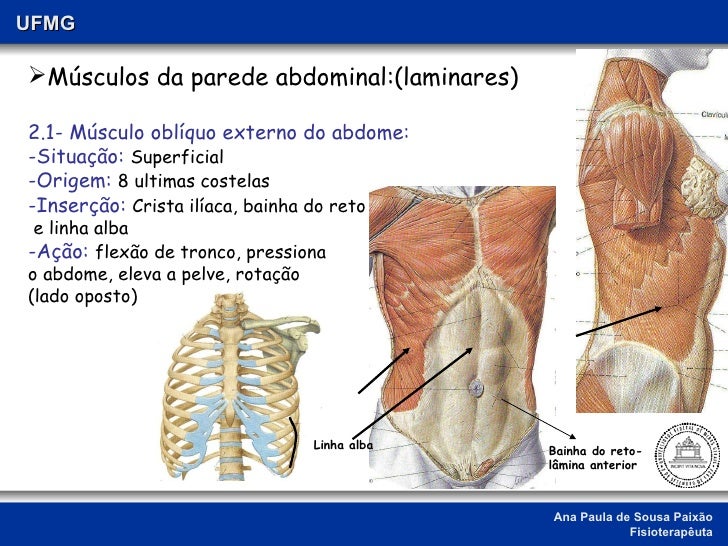 Músculos Do Abdômen : MUSCULOS DEL ABDOMEN CONCEPTO DE PARED ABDOMINAL ...