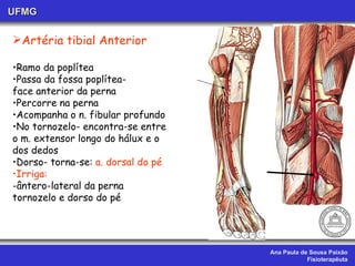 Ana Paula de Sousa Paixão Fisioterapêuta UFMG Artéria tibial Anterior Ramo da poplítea Passa da fossa poplítea- face anterior da perna Percorre na perna Acompanha o n. fibular profundo No tornozelo- encontra-se entre o m. extensor longo do hálux e o dos dedos Dorso- torna-se:  a. dorsal do pé Irriga:  ântero-lateral da perna  tornozelo e dorso do pé 