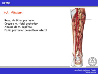 Ana Paula de Sousa Paixão Fisioterapêuta UFMG A.  fibular: Ramo da tibial posterior Cruza o m. tibial posterior Abaixo do m. poplíteo Passa posterior ao maléolo lateral 