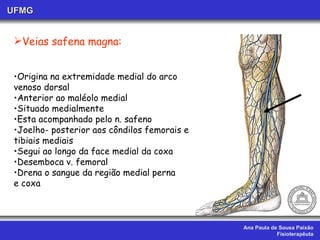 Ana Paula de Sousa Paixão Fisioterapêuta UFMG Veias safena magna: Origina na extremidade medial do arco  venoso dorsal Anterior ao maléolo medial Situado medialmente  Esta acompanhado pelo n. safeno Joelho- posterior aos côndilos femorais e tibiais mediais Segui ao longo da face medial da coxa Desemboca v. femoral Drena o sangue da região medial perna e coxa 