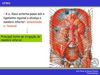 Ana Paula de Sousa Paixão Fisioterapêuta UFMG A a. ilíaca externa passa sob o  ligamento inguinal e alcança o  membro inferior-  denominada  a. femoral Principal fonte de irrigação do  membro inferior 