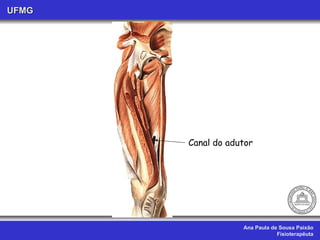 Ana Paula de Sousa Paixão Fisioterapêuta UFMG Canal do adutor 