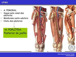 Ana Paula de Sousa Paixão Fisioterapêuta UFMG A. FEMORAL  Segue pelo canal dos adutores Membrana vasto-adutora Hiato dos adutores A. POPLÍTEA- Posterior do joelho 