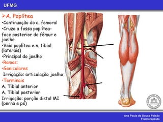 Ana Paula de Sousa Paixão Fisioterapêuta UFMG A. Poplítea Continuação do a. femoral Cruza a fossa poplítea- face posterior do fêmur e joelho Veia poplítea e n. tibial (laterais) Principal do joelho Ramos: Geniculares Irrigação: articulação joelho Terminais A. Tibial anterior A. Tibial posterior Irrigação: porção distal MI (perna e pé)  