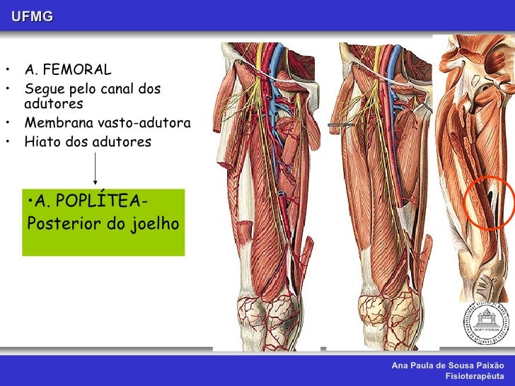 Aula xiv.vascularização do mmii