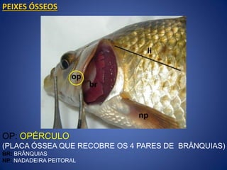 OP: OPÉRCULO
(PLACA ÓSSEA QUE RECOBRE OS 4 PARES DE BRÂNQUIAS)
BR: BRÂNQUIAS
NP: NADADEIRA PEITORAL
PEIXES ÓSSEOS
 