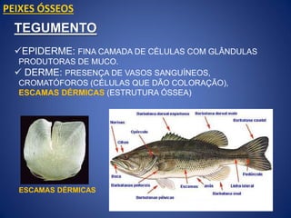 ESCAMAS DÉRMICAS
TEGUMENTO
EPIDERME: FINA CAMADA DE CÉLULAS COM GLÂNDULAS
PRODUTORAS DE MUCO.
 DERME: PRESENÇA DE VASOS SANGUÍNEOS,
CROMATÓFOROS (CÉLULAS QUE DÃO COLORAÇÃO),
ESCAMAS DÉRMICAS (ESTRUTURA ÓSSEA)
PEIXES ÓSSEOS
 