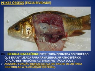 Peixes ósseos
BN: BEXIGA NATATÓRIA:ESTRUTURA DERIVADA DO ESÔFAGO
QUE ERA UTILIZADA PARA ARMAZENAR AR ATMOSFÉRICO
(ÓRGÃO RESPIRATÓRIO ALTERNATIVO - ÁGUA DOCE).
 ADQUIRIU FUNÇÃO HIDROSTÁTICA (SE ENCHE DE AR PARA
CONTROLAR A FLUTUAÇÃO DO PEIXE).
PEIXES ÓSSEOS (EXCLUSIVIDADE)
 