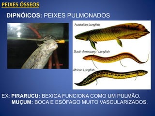 PEIXES ÓSSEOS
DIPNÓICOS: PEIXES PULMONADOS
EX: PIRARUCU: BEXIGA FUNCIONA COMO UM PULMÃO.
MUÇUM: BOCA E ESÔFAGO MUITO VASCULARIZADOS.
 