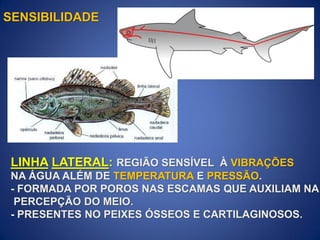 LINHA LATERAL: REGIÃO SENSÍVEL À VIBRAÇÕES
NA ÁGUA ALÉM DE TEMPERATURA E PRESSÃO.
- FORMADA POR POROS NAS ESCAMAS QUE AUXILIAM NA
PERCEPÇÃO DO MEIO.
- PRESENTES NO PEIXES ÓSSEOS E CARTILAGINOSOS.
SENSIBILIDADE
 