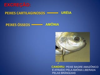 CANDIRU: PEIXE BAGRE AMAZÔNICO
É ATRAÍDO PELA AMÔNIA LIBERADA
PELAS BRÂNQUIAS
EXCREÇÃO:
PEIXES CARTILAGINOSOS
PEIXES ÓSSEOS
URÉIA
AMÔNIA
 