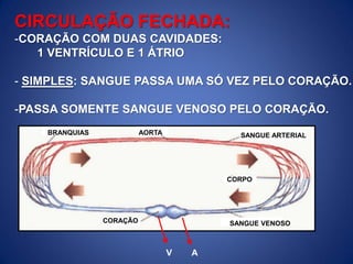 SANGUE ARTERIALAORTABRANQUIAS
CORAÇÃO SANGUE VENOSO
CORPO
CIRCULAÇÃO FECHADA:
-CORAÇÃO COM DUAS CAVIDADES:
1 VENTRÍCULO E 1 ÁTRIO
- SIMPLES: SANGUE PASSA UMA SÓ VEZ PELO CORAÇÃO.
-PASSA SOMENTE SANGUE VENOSO PELO CORAÇÃO.
V A
 
