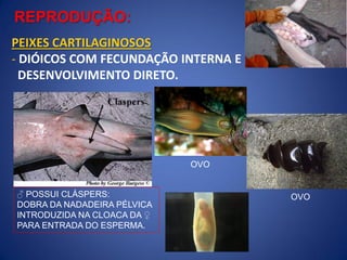 ♂ POSSUI CLÁSPERS:
DOBRA DA NADADEIRA PÉLVICA
INTRODUZIDA NA CLOACA DA ♀
PARA ENTRADA DO ESPERMA.
REPRODUÇÃO:
PEIXES CARTILAGINOSOS
- DIÓICOS COM FECUNDAÇÃO INTERNA E
DESENVOLVIMENTO DIRETO.
OVO
OVO
 
