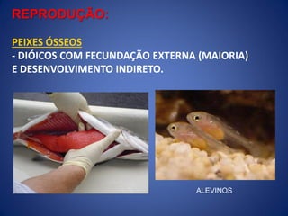 REPRODUÇÃO:
PEIXES ÓSSEOS
- DIÓICOS COM FECUNDAÇÃO EXTERNA (MAIORIA)
E DESENVOLVIMENTO INDIRETO.
ALEVINOS
 