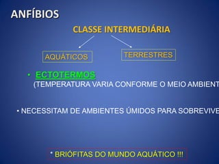 CLASSE INTERMEDIÁRIA
AQUÁTICOS TERRESTRES
• ECTOTERMOS
(TEMPERATURA VARIA CONFORME O MEIO AMBIENT
* BRIÓFITAS DO MUNDO AQUÁTICO !!!
• NECESSITAM DE AMBIENTES ÚMIDOS PARA SOBREVIVE
ANFÍBIOS
 
