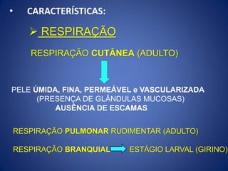 • CARACTERÍSTICAS:
RESPIRAÇÃO PULMONAR RUDIMENTAR (ADULTO)
RESPIRAÇÃO BRANQUIAL ESTÁGIO LARVAL (GIRINO)
RESPIRAÇÃO CUTÂNEA (ADULTO)
PELE ÚMIDA, FINA, PERMEÁVEL e VASCULARIZADA
(PRESENÇA DE GLÂNDULAS MUCOSAS)
AUSÊNCIA DE ESCAMAS
 RESPIRAÇÃO
 