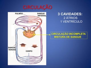 CIRCULAÇÃO
3 CAVIDADES:
2 ÁTRIOS
1 VENTRÍCULO
CIRCULAÇÃO INCOMPLETA
MISTURA DE SANGUE
CORPO
SANGUE
VENOSO
SANGUE
ARTERIAL
PULMÃO
 