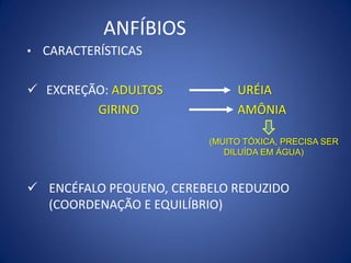 ANFÍBIOS
• CARACTERÍSTICAS
 EXCREÇÃO: ADULTOS URÉIA
GIRINO AMÔNIA
 ENCÉFALO PEQUENO, CEREBELO REDUZIDO
(COORDENAÇÃO E EQUILÍBRIO)
(MUITO TÓXICA, PRECISA SER
DILUÍDA EM ÁGUA)
 