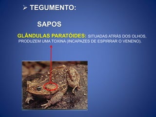 GLÂNDULAS PARATÓIDES: SITUADAS ATRÁS DOS OLHOS,
PRODUZEM UMA TOXINA (INCAPAZES DE ESPIRRAR O VENENO).
 TEGUMENTO:
SAPOS
 