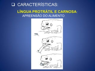 LÍNGUA PROTRÁTIL E CARNOSA:
APREENSÃO DO ALIMENTO
 CARACTERÍSTICAS:
 