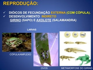  DIÓICOS DE FECUNDAÇÃO EXTERNA (COM CÓPULA).
 DESENVOLVIMENTO INDIRETO
GIRINO (SAPO) E AXOLOTE (SALAMANDRA)
REPRODUÇÃO:
LARVAS
CÓPULA/AMPLEXO
OVOS METAMORFOSE DO GIRINO
 