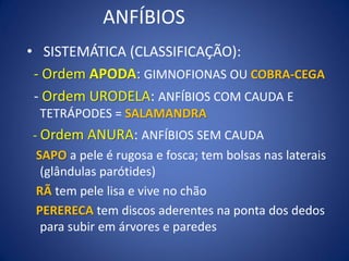 ANFÍBIOS
• SISTEMÁTICA (CLASSIFICAÇÃO):
- Ordem APODA: GIMNOFIONAS OU COBRA-CEGA
- Ordem URODELA: ANFÍBIOS COM CAUDA E
TETRÁPODES = SALAMANDRA
- Ordem ANURA: ANFÍBIOS SEM CAUDA
SAPO a pele é rugosa e fosca; tem bolsas nas laterais
(glândulas parótides)
RÃ tem pele lisa e vive no chão
PERERECA tem discos aderentes na ponta dos dedos
para subir em árvores e paredes
 