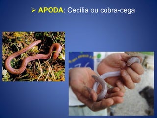  APODA: Cecília ou cobra-cega
 