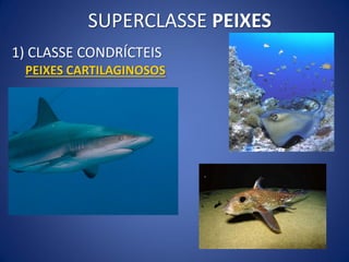 1) CLASSE CONDRÍCTEIS
PEIXES CARTILAGINOSOS
SUPERCLASSE PEIXES
 