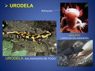 AXOLOTE:
LARVA DA SALAMANDRA
URODELA: SALAMANDRA DE FOGO
Brânquias
 URODELA
 