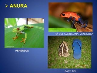  ANURA
RÃ SUL AMERICANA: VENENOSA
SAPO BOI
PERERECA
 