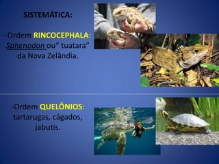 SISTEMÁTICA:
-Ordem RINCOCEPHALA:
Sphenodon ou“ tuatara”
da Nova Zelândia.
-Ordem QUELÔNIOS:
tartarugas, cágados,
jabutis.
 