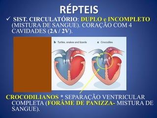 RÉPTEIS
 SIST. CIRCULATÓRIO: DUPLO e INCOMPLETO
(MISTURA DE SANGUE). CORAÇÃO COM 4
CAVIDADES (2A / 2V).
CROCODILIANOS * SEPARAÇÃO VENTRICULAR
COMPLETA (FORÂME DE PANIZZA- MISTURA DE
SANGUE).
 