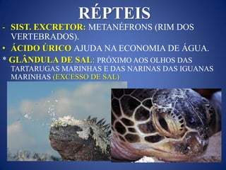 RÉPTEIS
- SIST. EXCRETOR: METANÉFRONS (RIM DOS
VERTEBRADOS).
• ÁCIDO ÚRICO AJUDA NA ECONOMIA DE ÁGUA.
* GLÂNDULA DE SAL: PRÓXIMO AOS OLHOS DAS
TARTARUGAS MARINHAS E DAS NARINAS DAS IGUANAS
MARINHAS (EXCESSO DE SAL)
 