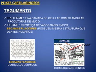 ESCAMAS PLACÓIDES
DENTÍCULOS DÉRMICOS
ESMALTE
DENTINA
TEGUMENTO
EPIDERME: FINA CAMADA DE CÉLULAS COM GLÂNDULAS
PRODUTORAS DE MUCO.
 DERME: PRESENÇA DE VASOS SANGUÍNEOS,
ESCAMAS PLACÓIDES (POSSUEM MESMA ESTRUTURA QUE
DENTES HUMANOS)
PEIXES CARTILAGINOSOS
POLPA
HOMÓLOGO AOS DENTES
 