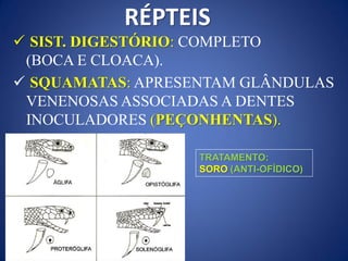 RÉPTEIS
 SIST. DIGESTÓRIO: COMPLETO
(BOCA E CLOACA).
 SQUAMATAS: APRESENTAM GLÂNDULAS
VENENOSAS ASSOCIADAS A DENTES
INOCULADORES (PEÇONHENTAS).
TRATAMENTO:
SORO (ANTI-OFÍDICO)
 