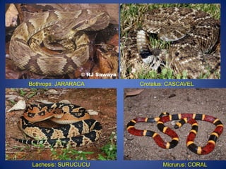 Bothrops: JARARACA Crotalus: CASCAVEL
Lachesis: SURUCUCU Micrurus: CORAL
 