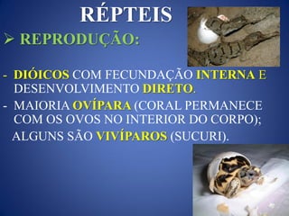 RÉPTEIS
 REPRODUÇÃO:
- DIÓICOS COM FECUNDAÇÃO INTERNA E
DESENVOLVIMENTO DIRETO.
- MAIORIA OVÍPARA (CORAL PERMANECE
COM OS OVOS NO INTERIOR DO CORPO);
ALGUNS SÃO VIVÍPAROS (SUCURI).
 