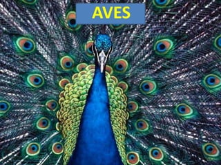 AVESAVES
 