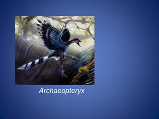 Archaeopteryx
 