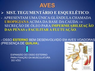 AVES
 SIST. TEGUMENTÁRIO E ESQUELÉTICO:
- APRESENTAM UMA ÚNICA GLÂNDULA CHAMADA
UROPIGIANA ACIMA DA BASE DA CAUDA →
SECREÇÃO DE ÓLEO PARA IMPERMEABILIZAÇÃO
DAS PENAS e FACILITAR A FLUTUAÇÃO.
EXPANSÃO DO OSSO ESTERNO
PARA FIXAÇÃO DA MUSCULATURA
DO VÔO
- OSSO ESTERNO BEM DESENVOLVIDO EM AVES VOADORAS
(PRESENÇA DE QUILHA).
 
