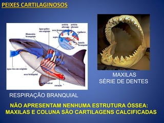 PEIXES CARTILAGINOSOS
MAXILAS
SÉRIE DE DENTES
RESPIRAÇÃO BRANQUIAL
NÃO APRESENTAM NENHUMA ESTRUTURA ÓSSEA:
MAXILAS E COLUNA SÃO CARTILAGENS CALCIFICADAS
 