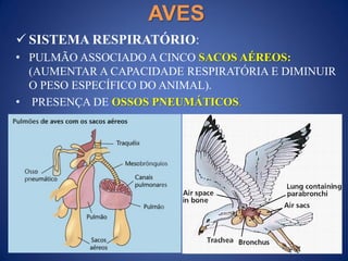 AVES
 SISTEMA RESPIRATÓRIO:
• PULMÃO ASSOCIADO A CINCO SACOS AÉREOS:
(AUMENTAR A CAPACIDADE RESPIRATÓRIA E DIMINUIR
O PESO ESPECÍFICO DO ANIMAL).
• PRESENÇA DE OSSOS PNEUMÁTICOS.
 
