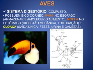  SISTEMA DIGESTÓRIO: COMPLETO.
• POSSUEM BICO CÓRNEO, PAPO NO ESÔFAGO
(ARMAZENAR E AMOLECER O ALIMENTO), MOELA NO
ESTÔMAGO (DIGESTÃO MECÂNICA, TRITURAÇÃO) E
CLOACA (SAÍDA ÚNICA- FEZES, URINA E GAMETAS)
AVES
 
